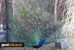 با هدف شناخت و آشنایی با جاذبه های تاریخی، فرهنگی، گردشگری استان :

بازدید کارکنان دانشگاه فرهنگیان یزد از اماکن گردشگری و تاریخی استان یزد 20