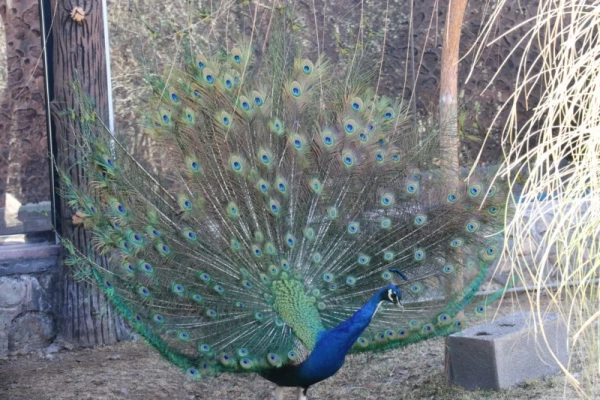 با هدف شناخت و آشنایی با جاذبه های تاریخی، فرهنگی، گردشگری استان :

بازدید کارکنان دانشگاه فرهنگیان یزد از اماکن گردشگری و تاریخی استان یزد 20