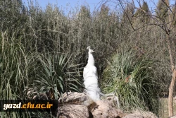 با هدف شناخت و آشنایی با جاذبه های تاریخی، فرهنگی، گردشگری استان :

بازدید کارکنان دانشگاه فرهنگیان یزد از اماکن گردشگری و تاریخی استان یزد 21