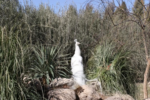 با هدف شناخت و آشنایی با جاذبه های تاریخی، فرهنگی، گردشگری استان :

بازدید کارکنان دانشگاه فرهنگیان یزد از اماکن گردشگری و تاریخی استان یزد 21