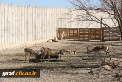 با هدف شناخت و آشنایی با جاذبه های تاریخی، فرهنگی، گردشگری استان :

بازدید کارکنان دانشگاه فرهنگیان یزد از اماکن گردشگری و تاریخی استان یزد 16