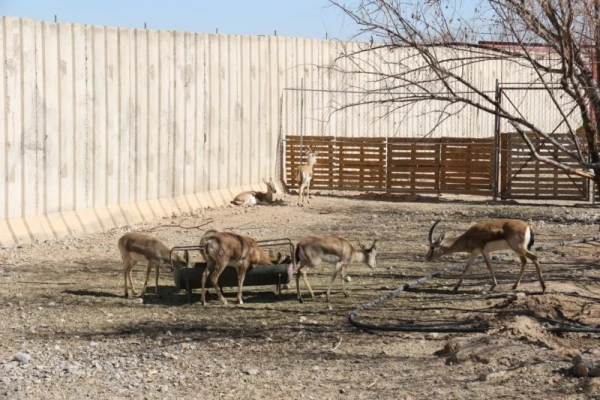 با هدف شناخت و آشنایی با جاذبه های تاریخی، فرهنگی، گردشگری استان :

بازدید کارکنان دانشگاه فرهنگیان یزد از اماکن گردشگری و تاریخی استان یزد 16