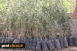 کاشت نهال همزمان با روز درختکاری و فرارسیدن هفته منابع طبیعی 4