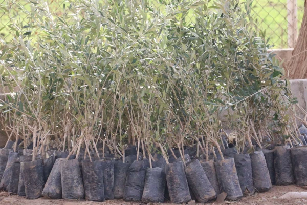 کاشت نهال همزمان با روز درختکاری و فرارسیدن هفته منابع طبیعی 4